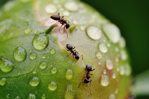 Miniature de Certaines fourmis seraient capables de détecter des cancers grâce à leur odorat