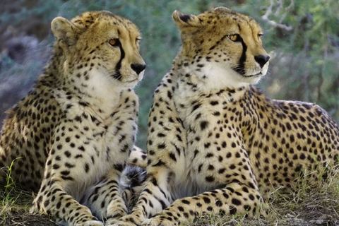 Miniature de Le guépard en danger critique d'extinction : l’Iran ne compte plus que 12 de ces félins