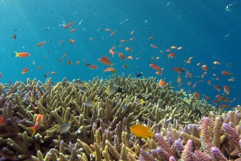 Miniature de Un immense récif corallien encore intact découvert au large de Tahiti