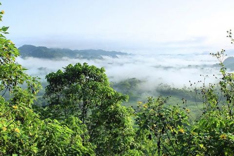 Miniature de La déforestation de la forêt amazonienne atteint des sommets