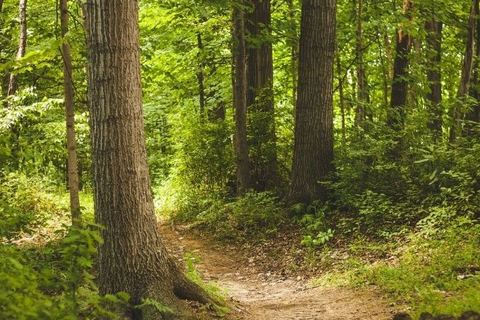 Miniature de Une association achète une forêt savoyarde pour préserver sa biodiversité