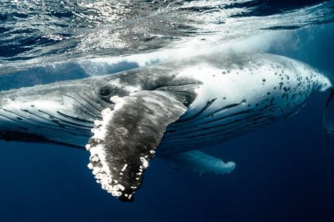 Miniature de L’Islande souhaite mettre fin à la chasse à la baleine en 2024
