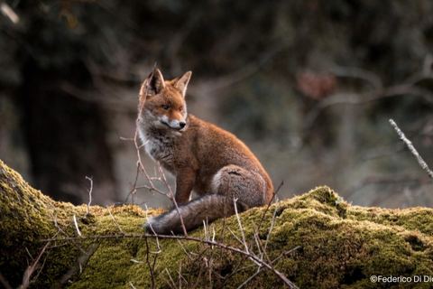 Miniature de Dordogne : bientôt un sanctuaire pour les renards ne pouvant plus vivre à l'état sauvage