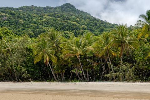 Miniature de Australie : la plus vieille forêt du monde rendue aux aborigènes