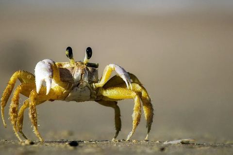 Miniature de Royaume-Uni : poulpes, crabes et homards désormais considérés comme des êtres sensibles