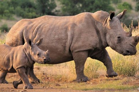 Miniature de Après avoir été défiguré par des braconniers, un rhinocéros retourne à la vie sauvage