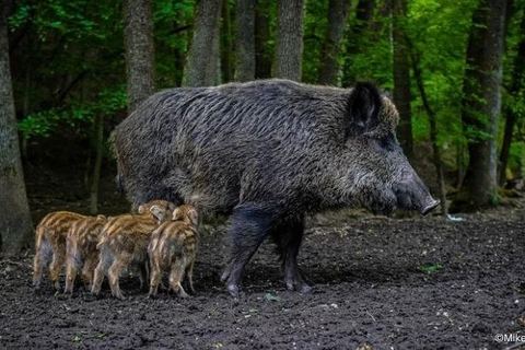 Miniature de États-Unis : 1,75 million d’animaux sauvages ont été tués en 2021 par le gouvernement