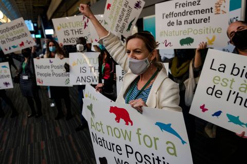Miniature de COP15 biodiversité : "Nous avons déjà perdu trop de temps", alerte l'UICN