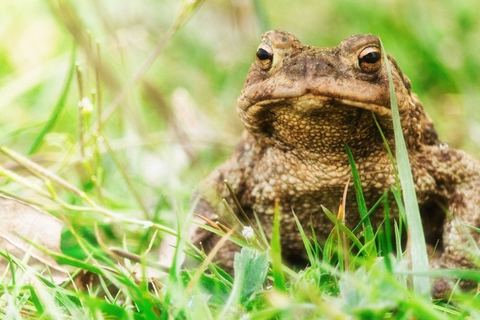 Miniature de Val d'Oise : ils installent un dispositif pour aider les crapauds à traverser la route