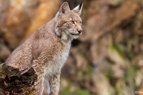 Miniature de Animaux : 3 bonnes nouvelles qui ont marqué 2021