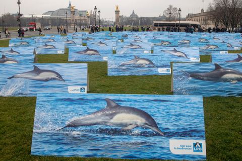 Miniature de Victoire pour les dauphins du golfe de Gascogne !
