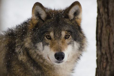 Miniature de Le loup gris redevient une espèce protégée aux États-Unis