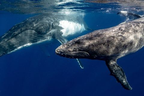 Miniature de Par leurs déjections, les baleines préservent l’écosystème marin