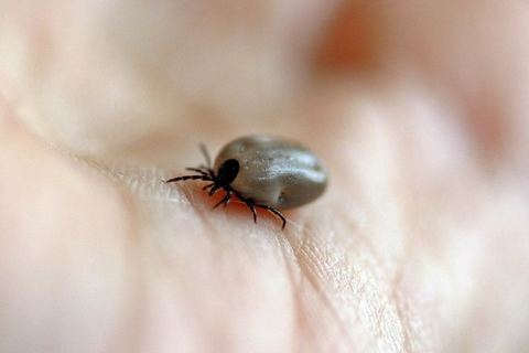 Miniature de Des chercheurs pensent avoir trouvé un moyen d'éradiquer la maladie de Lyme