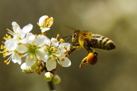 Miniature de La France renonce à l’utilisation des néonicotinoïdes - Natura Sciences
