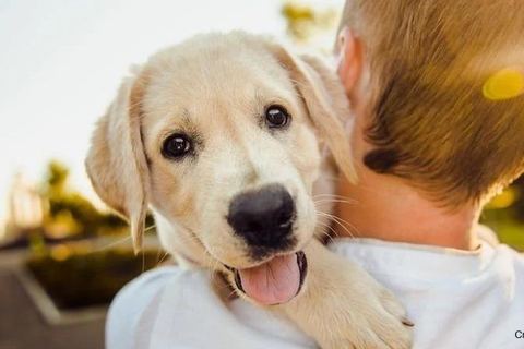 Miniature de Ce dispositif assure la prise en charge de votre animal en cas de souci personnel