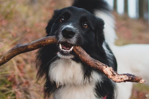 Miniature de Une loi enfin adoptée contre la maltraitance animale !
