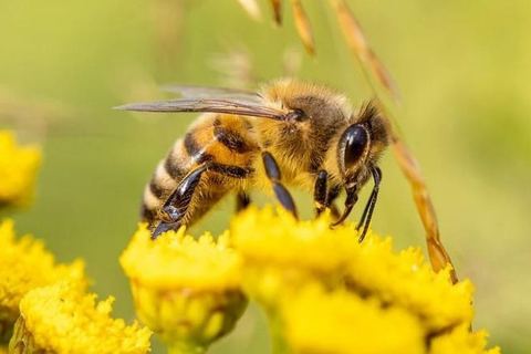 Miniature de Cinq ONG attaquent l’État en justice pour la protection de la biodiversité