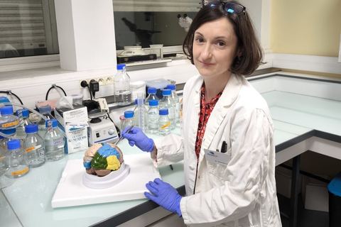 Miniature de Research PIECES : accélérer la recherche en neurosciences grâce à des modèles biologiques nouvelle génération