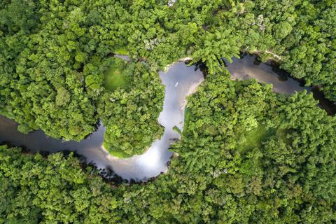 Miniature de Comment s'assurer que les forêts demeurent des puits de carbone ?