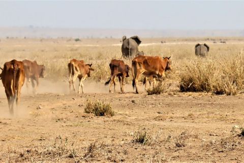 Miniature de Au Kenya, les animaux décimés par une sécheresse "sans précédent" -