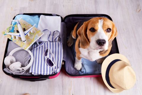 Miniature de S'expatrier avec son animal de compagnie: que faut-il savoir ? - Journal des Français à l’étranger