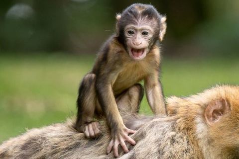 Miniature de En Équateur, les animaux sauvages ont désormais des droits qui les protègent